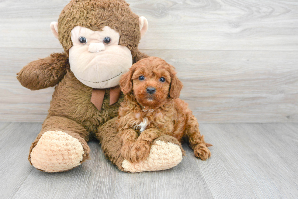 Petite Cavapoo Poodle Mix Pup