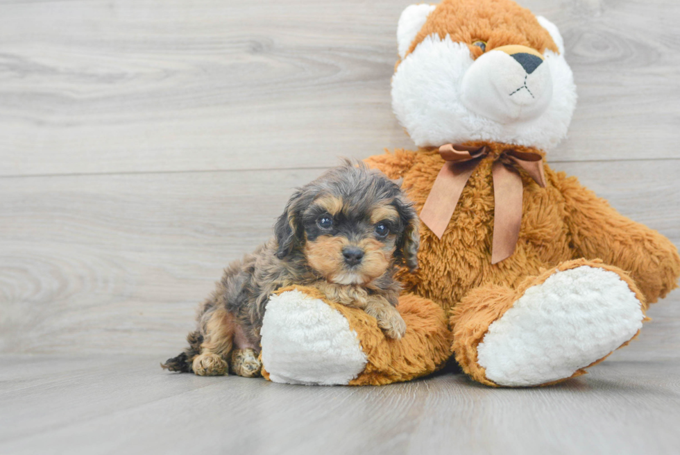 Cavapoo Pup Being Cute