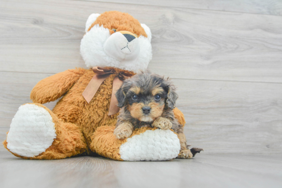 Cavapoo Pup Being Cute