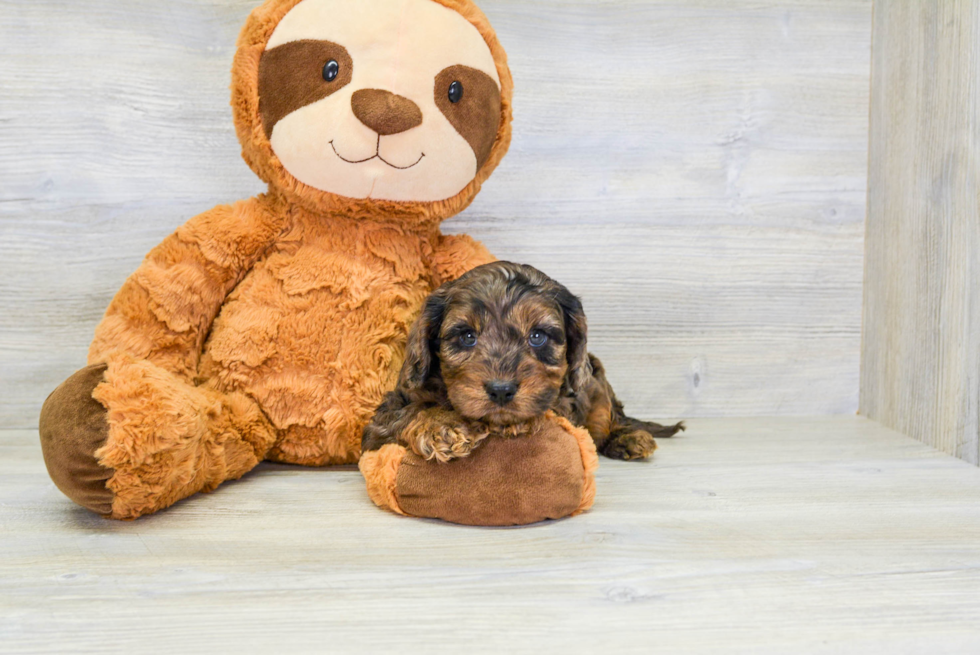 Best Cavapoo Baby