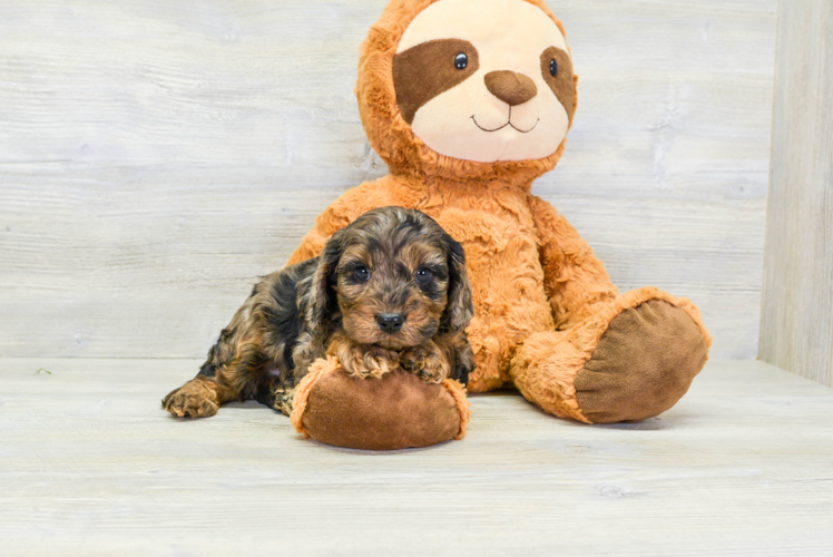 Cavapoo Puppy for Adoption