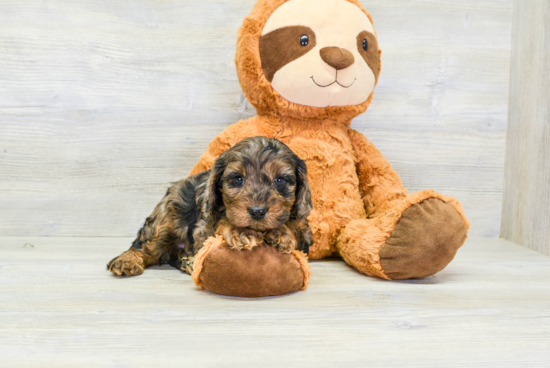 Cavapoo Puppy for Adoption