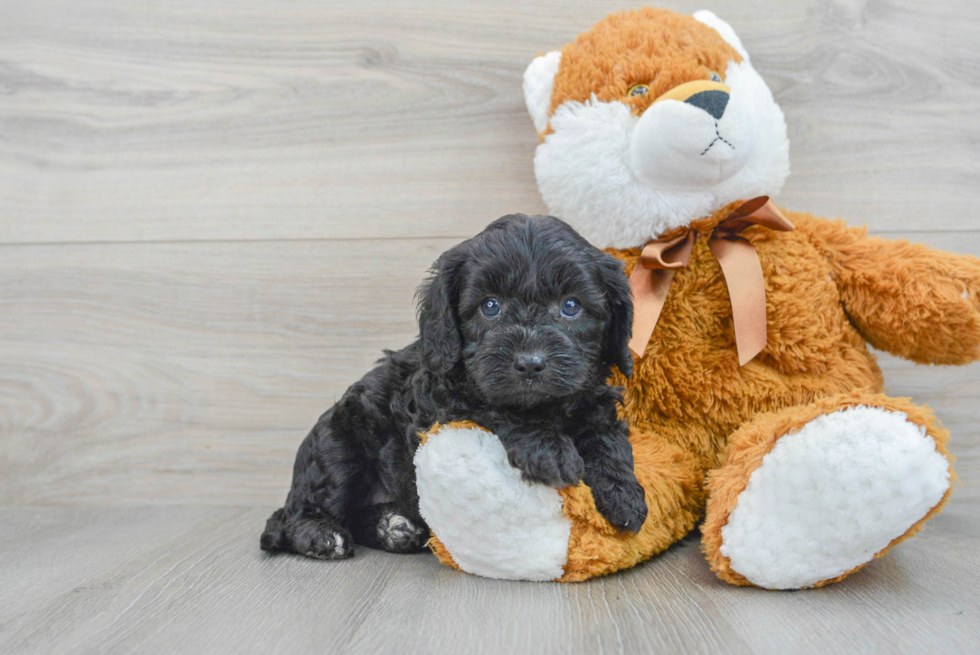 Popular Cavapoo Poodle Mix Pup