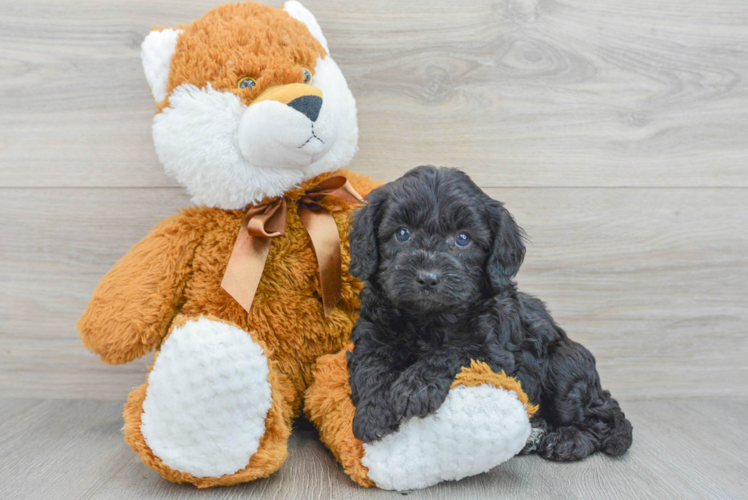 Small Cavapoo Baby