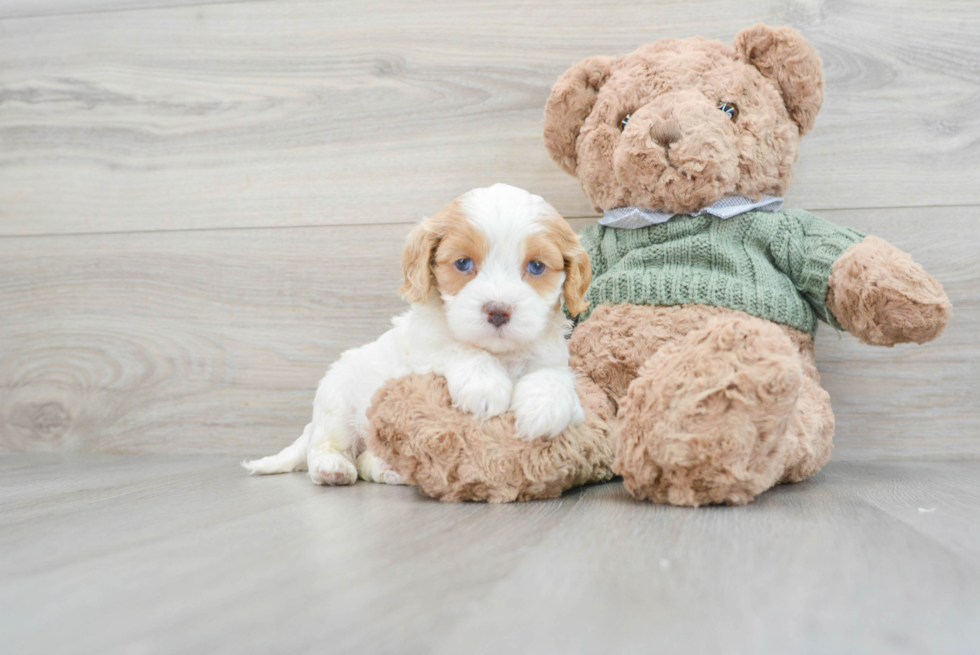 Funny Cavapoo Poodle Mix Pup