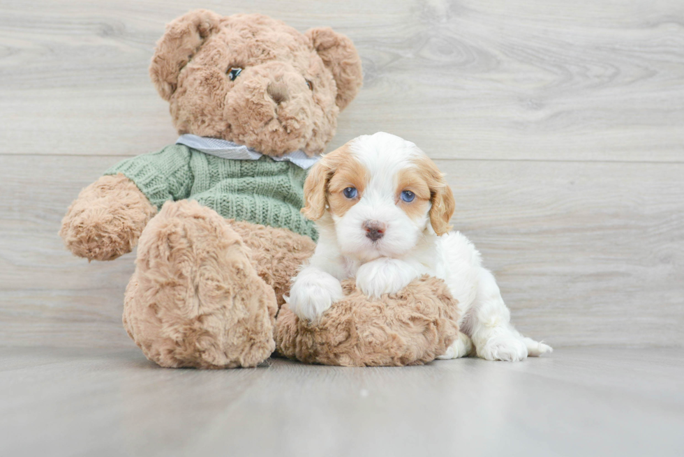 Cavapoo Pup Being Cute