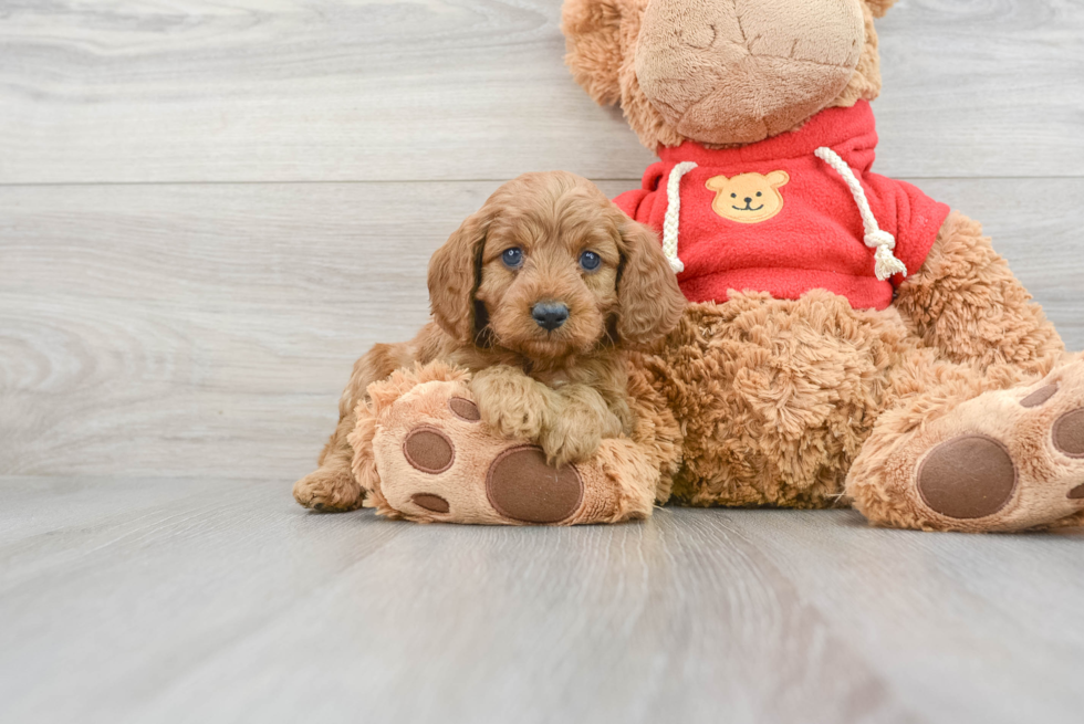 Best Cavapoo Baby