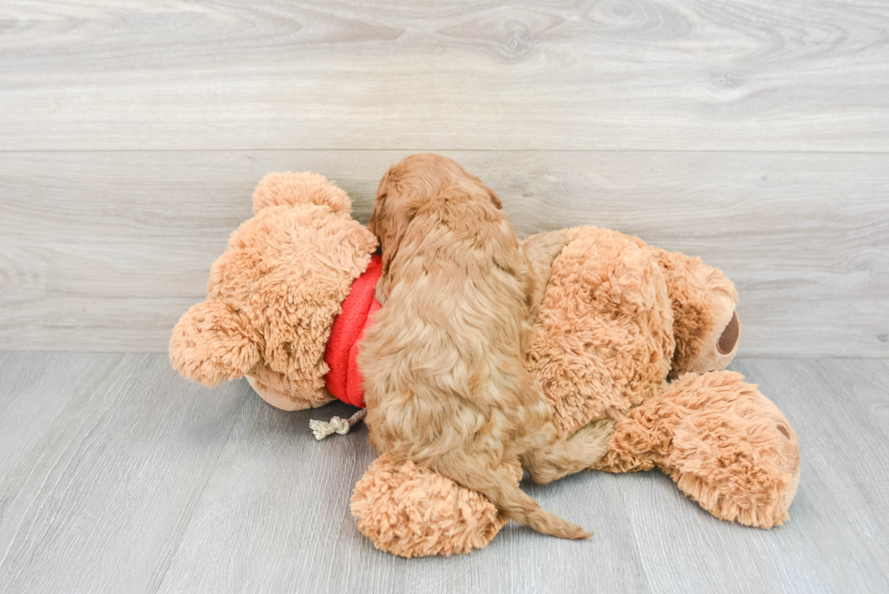 Cavapoo Pup Being Cute