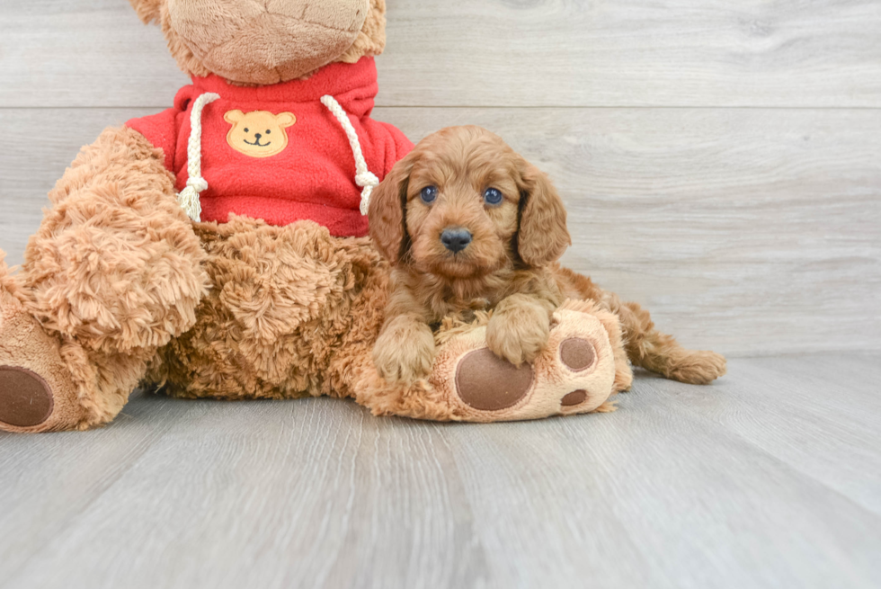 Small Cavapoo Baby