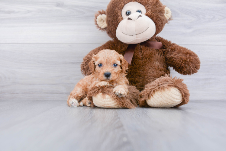 Funny Cavapoo Poodle Mix Pup