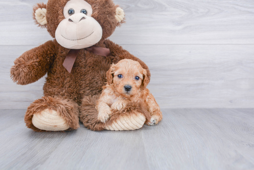 Popular Cavapoo Poodle Mix Pup