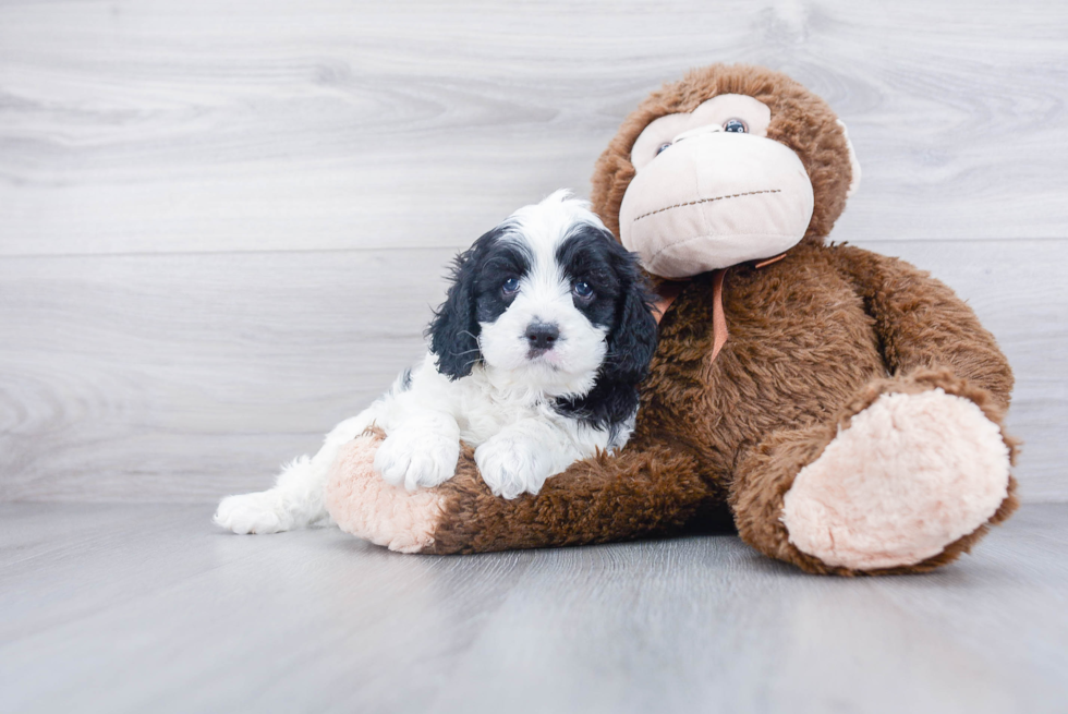 Cavapoo Pup Being Cute