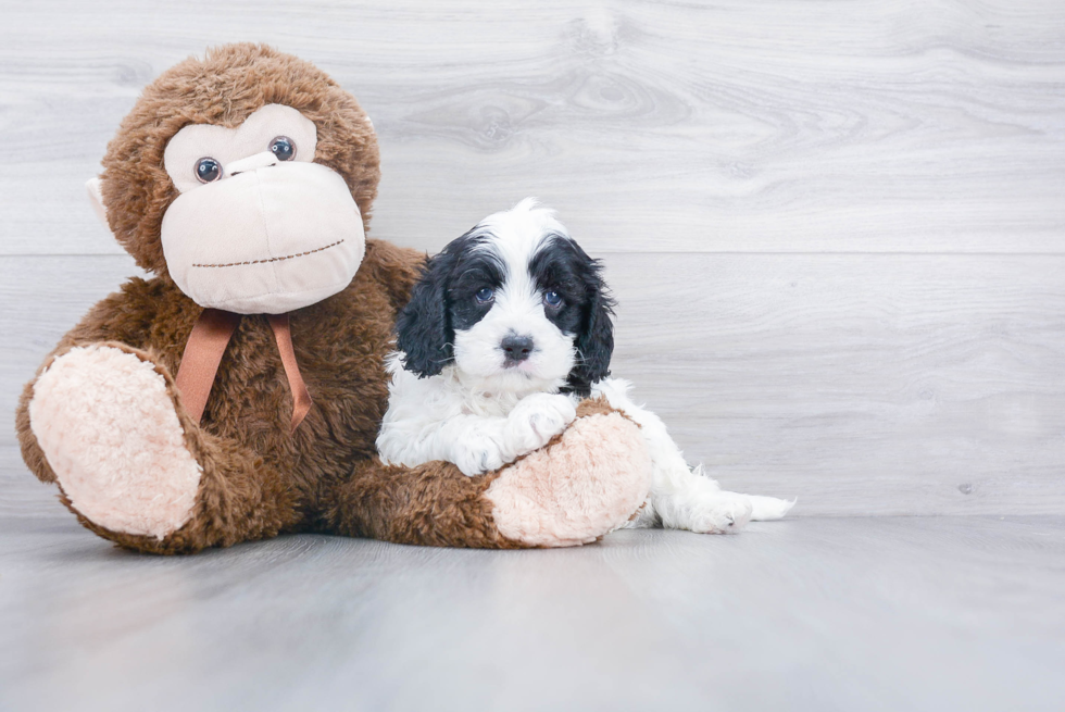 Cavapoo Puppy for Adoption