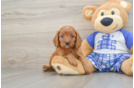 Cavapoo Puppy for Adoption