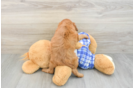 Cavapoo Pup Being Cute