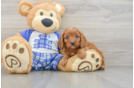 Best Cavapoo Baby