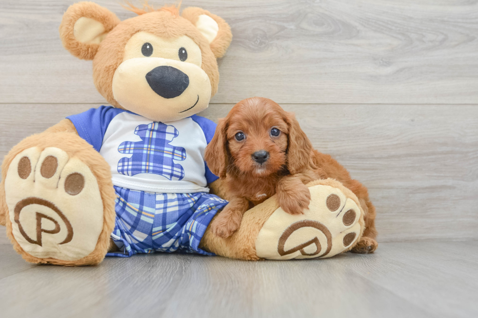 Best Cavapoo Baby