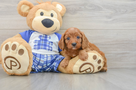 Best Cavapoo Baby