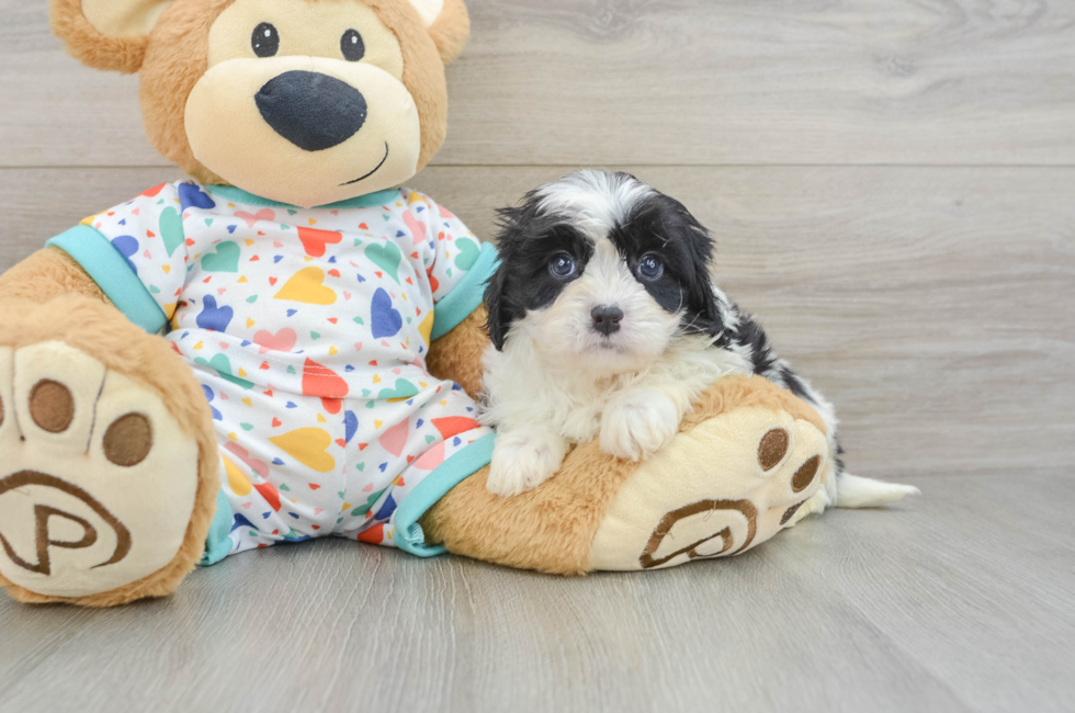 6 week old Cavapoo Puppy For Sale - Premier Pups