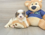 8 week old Cavapoo Puppy For Sale - Premier Pups