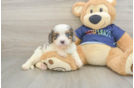 Little Cavipoo Poodle Mix Puppy