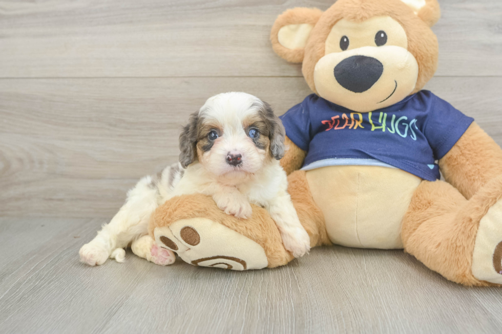 Little Cavipoo Poodle Mix Puppy