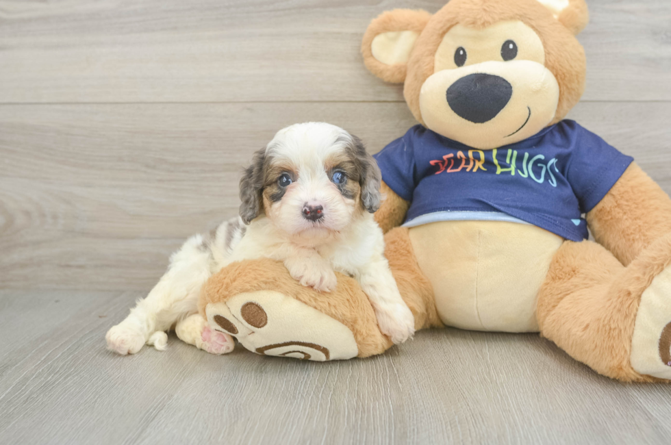 5 week old Cavapoo Puppy For Sale - Premier Pups