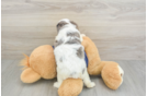 Cavapoo Puppy for Adoption