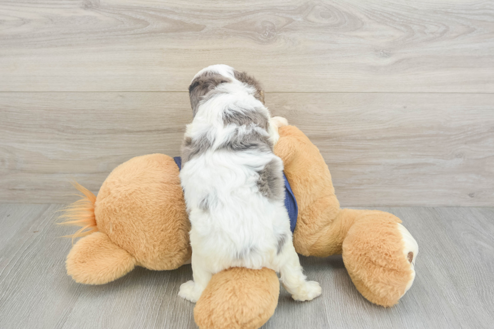 Cavapoo Puppy for Adoption