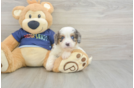 Cavapoo Pup Being Cute