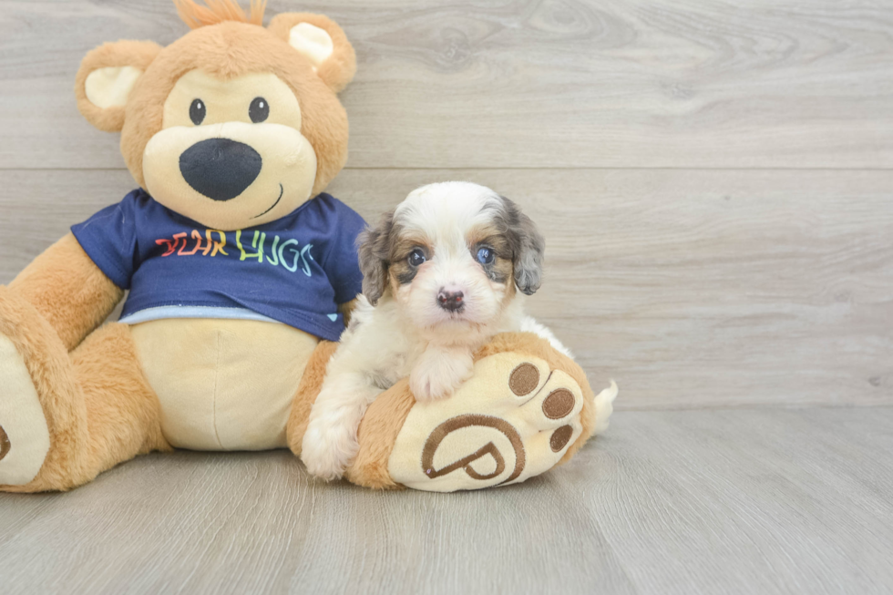Cavapoo Pup Being Cute