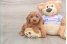 Cavapoo Pup Being Cute