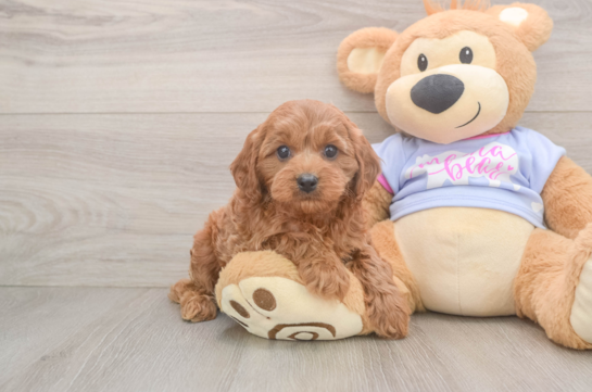 Cavapoo Pup Being Cute