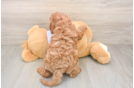 Best Cavapoo Baby