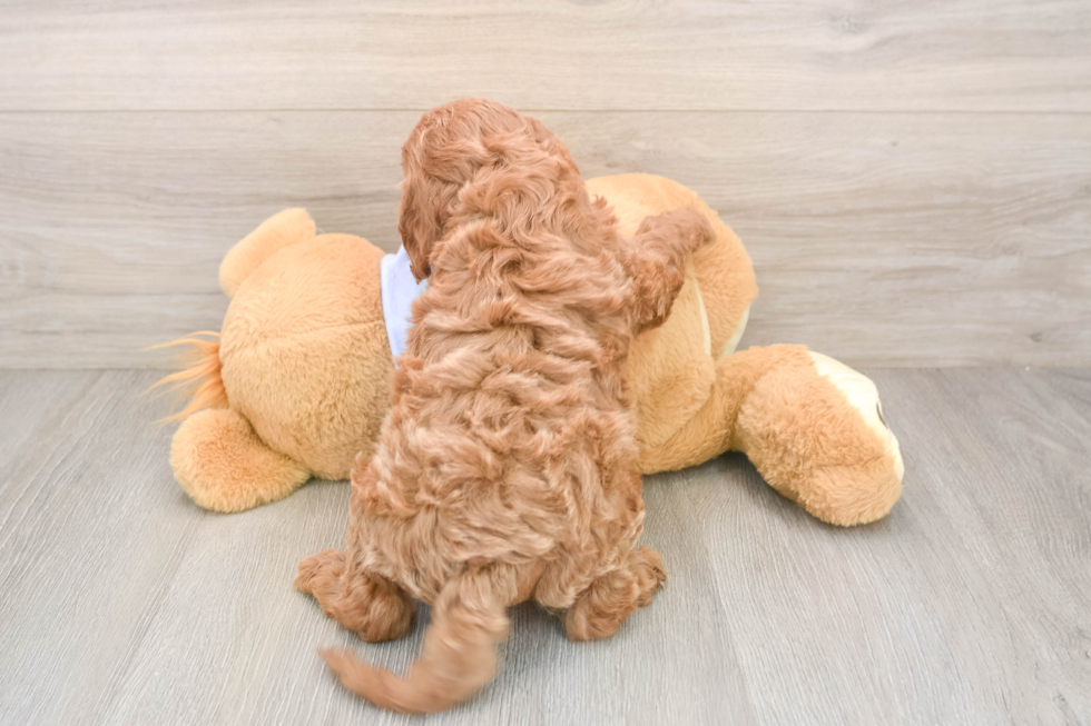 Best Cavapoo Baby