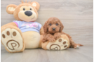 Playful Cavapoodle Poodle Mix Puppy