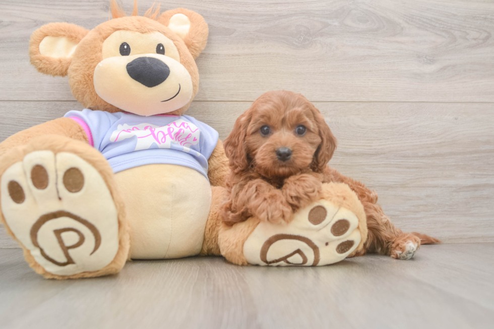 Playful Cavapoodle Poodle Mix Puppy