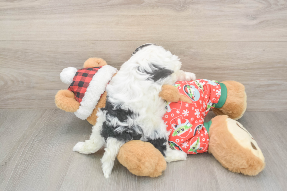 Smart Cavapoo Poodle Mix Pup