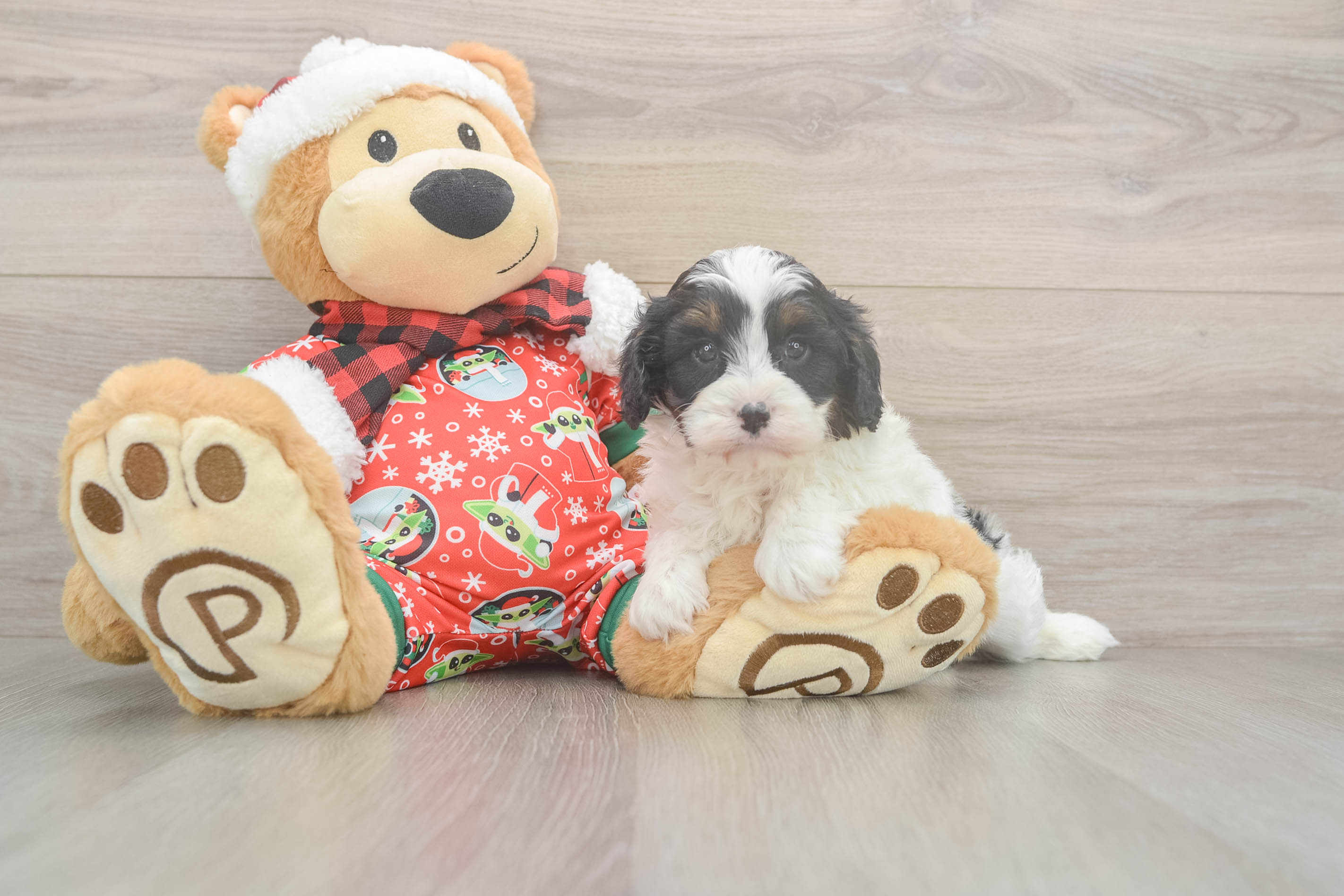 Fluffy Cavapoo Poodle Mix Pup