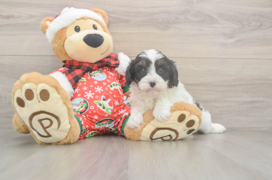 Fluffy Cavapoo Poodle Mix Pup