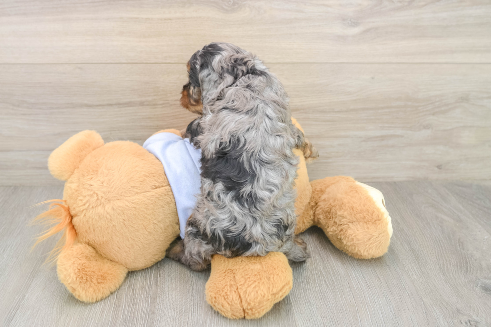 Little Cavipoo Poodle Mix Puppy