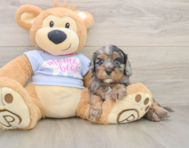 7 week old Cavapoo Puppy For Sale - Premier Pups