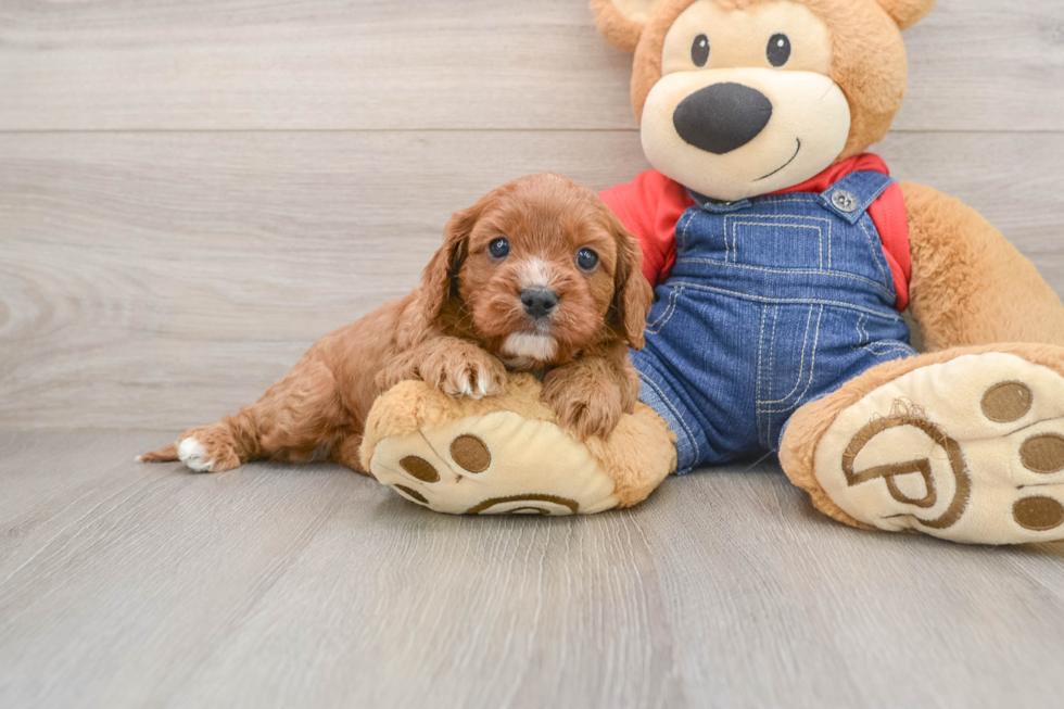 Best Cavapoo Baby