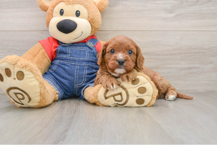 Energetic Cavoodle Poodle Mix Puppy