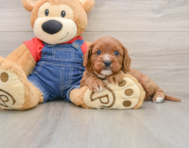 8 week old Cavapoo Puppy For Sale - Premier Pups