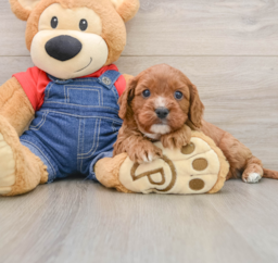 8 week old Cavapoo Puppy For Sale - Premier Pups