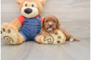 Energetic Cavoodle Poodle Mix Puppy