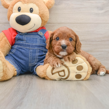 Energetic Cavoodle Poodle Mix Puppy