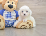 8 week old Cavapoo Puppy For Sale - Premier Pups
