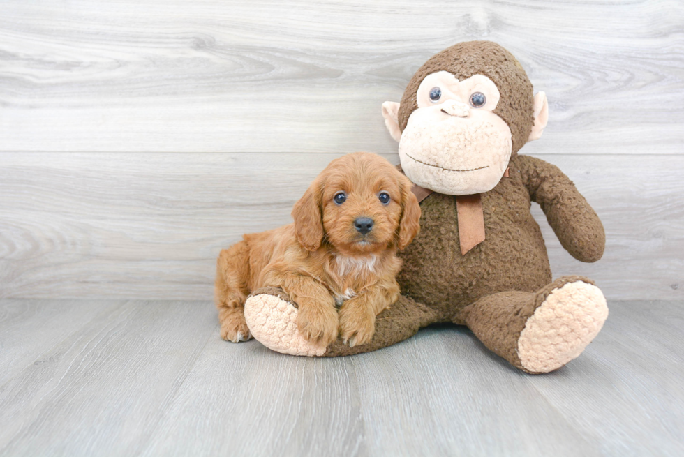 Cavapoo Puppy for Adoption